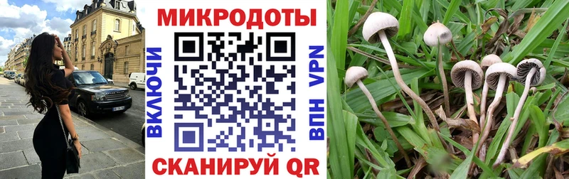 мега как зайти  Мосальск  Галлюциногенные грибы Psilocybine cubensis 